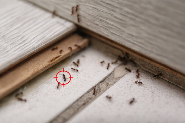 Best Wasp Removal Services  in Dickinson, TX