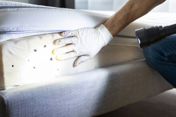 Best Ant Control Services  in Dickinson, TX