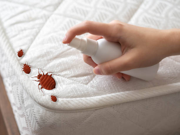 Best Affordable Pest Control Services  in Dickinson, TX