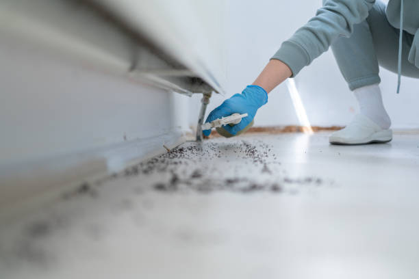 Best Local Pest Control Services  in Dickinson, TX